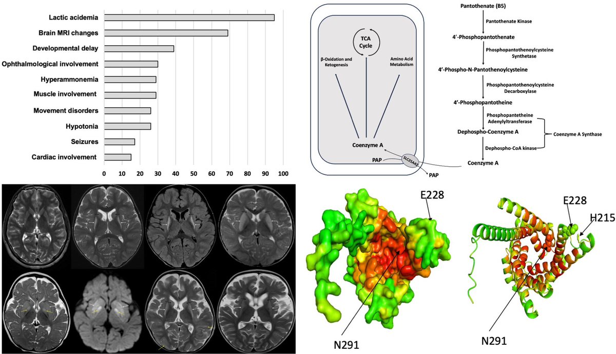 FranMartinezGr's tweet image. SLC25A42-Related Mitochondrial Disorder: New Cases and Literature Review #RareDisease #Genetics onlinelibrary.wiley.com/doi/10.1111/cg…