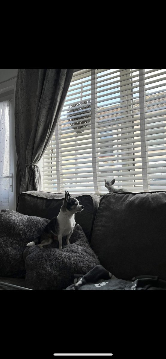 Keeping an eye out for enemies, growling every time someone walks past. Thinks he’s a Rottweiler 😝 #Chihuahua