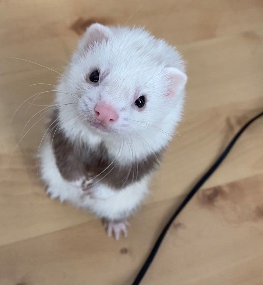 Ferret Every Hour (@ferretperhour) on Twitter photo 