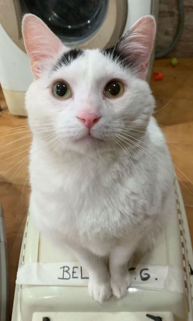 PANDA, macho de unos 2/3 años.

Muy bueno, aunque no se siente feliz rodeado de tantos gatos en nuestro refugio, prefiere la compañía humana, lo notamos triste.

Ya está esterilizado y testado ( sano ).
¿ Te gustaría adoptarlo ?

contacto WhatsApp:
📱 637 31 96 13