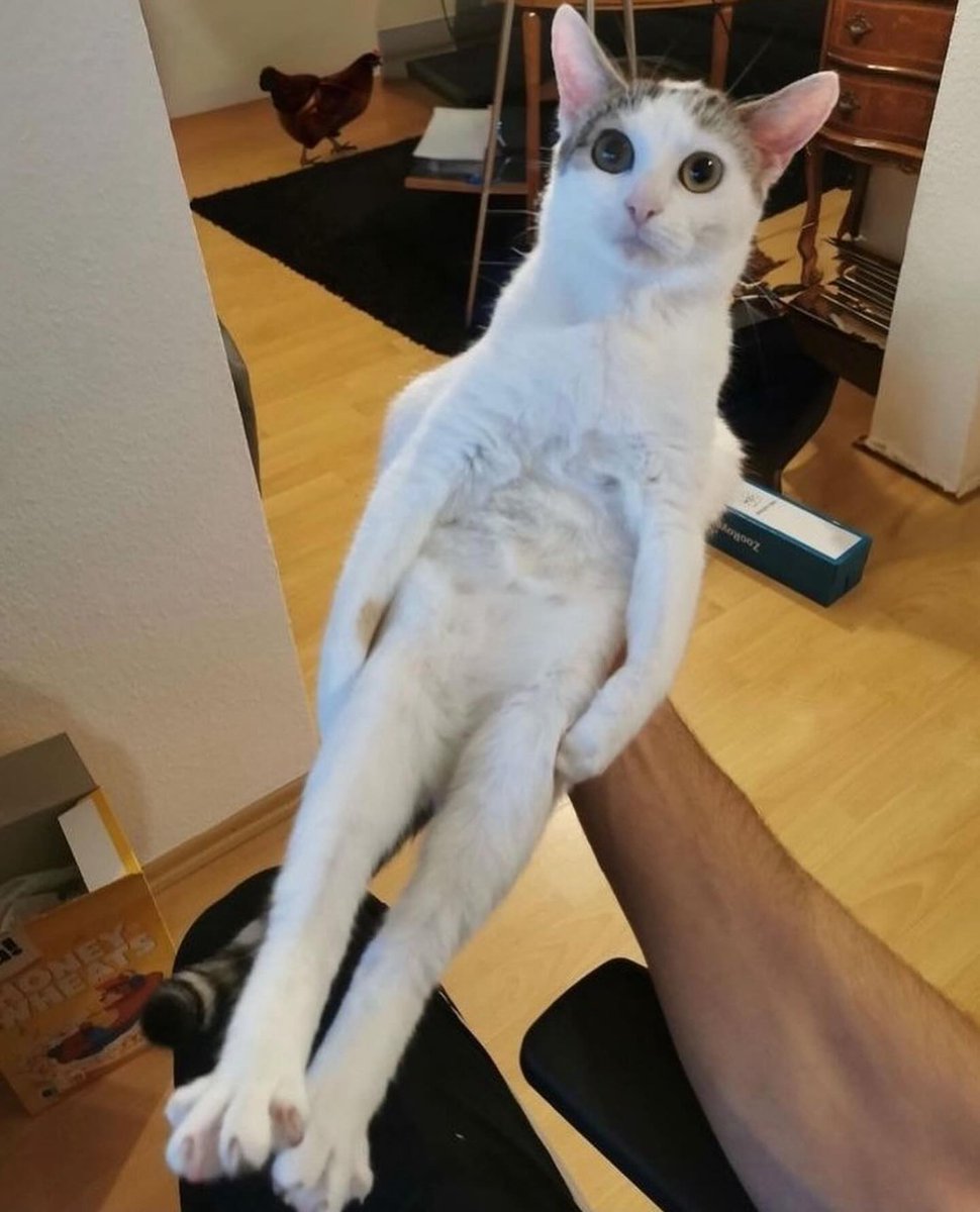 Punch Cat (@punchingcat) on Twitter photo 