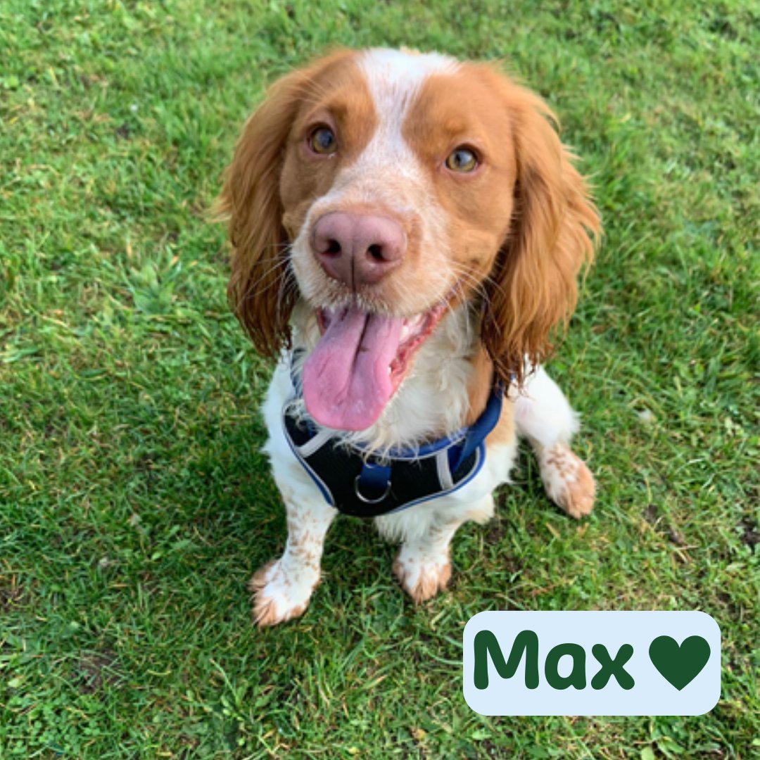 Jerry Green Dog Rescue tweet media