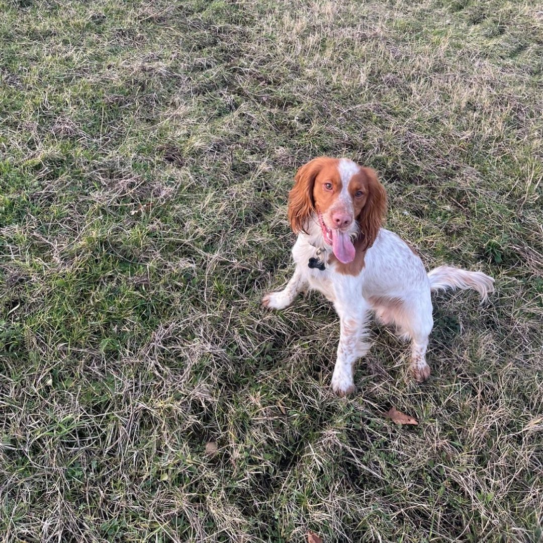 Jerry Green Dog Rescue tweet media