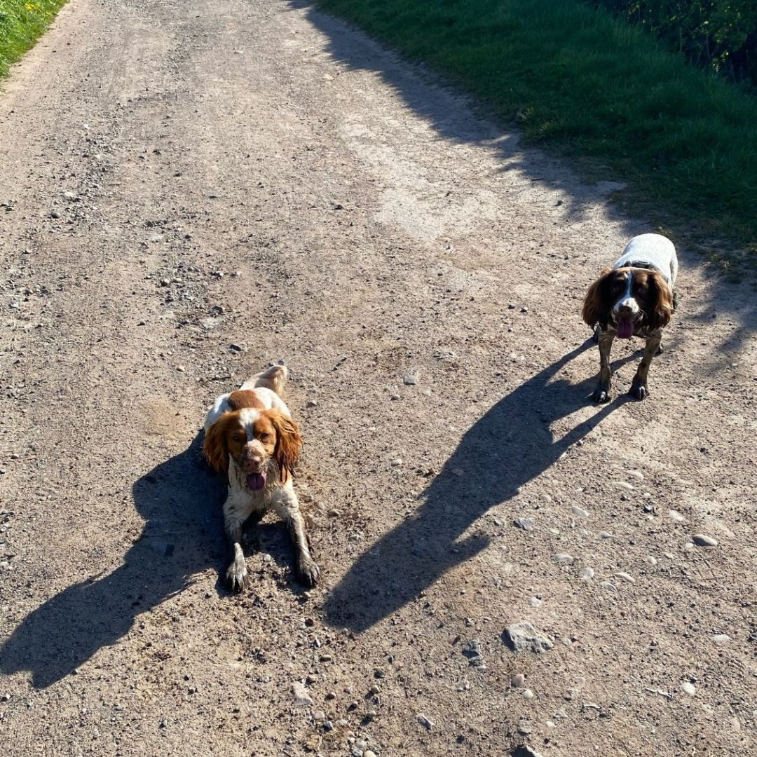 A new chapter for Max! 🐾

After arriving at our centre full of energy, Max found his perfect match! 6 months on, he’s thriving in agility, smashing training, and loving life with his new family. 💚

Could you open your heart to a dog like Max? ⬇️
jerrygreendogs.org.uk/dogs/