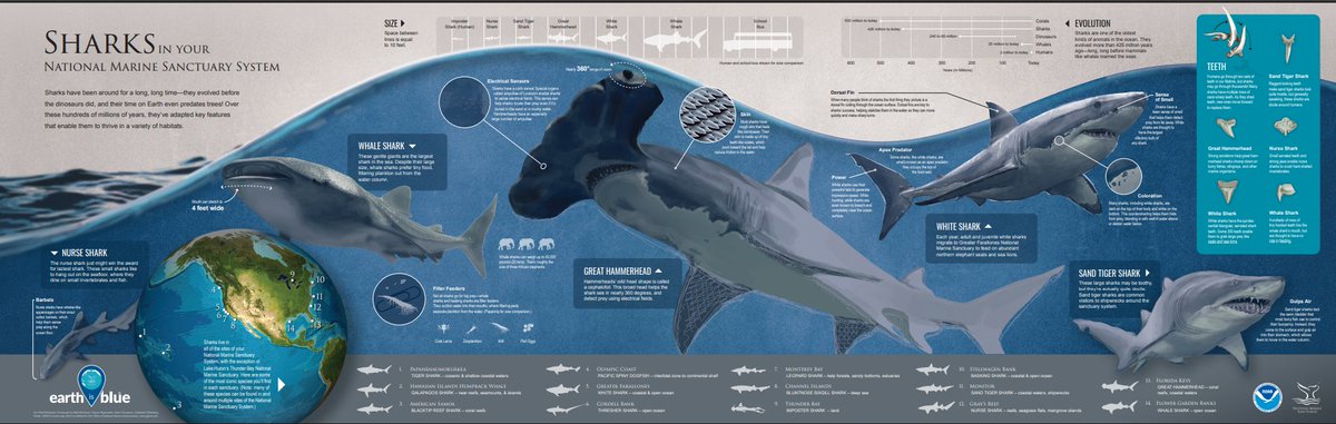 NOAA Coral Program (@noaacoral) on Twitter photo There’s some-fin special about today–it’s 🦈Shark Awareness Day! Some find sharks scary, but they keep the 🪸coral reef food web in balance. More about sharks in marine sanctuaries➡️
sanctuaries.noaa.gov/magazine/4/sha…
<a href="/sanctuaries/">Sanctuaries (NOAA)</a> There’s some-fin special about today–it’s 🦈Shark Awareness Day! Some find sharks scary, but they keep the 🪸coral reef food web in balance. More about sharks in marine sanctuaries➡️
sanctuaries.noaa.gov/magazine/4/sha…
<a href="/sanctuaries/">Sanctuaries (NOAA)</a>