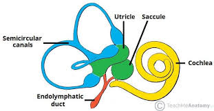 #BodyOrganMusic

Inner Ear Gadda Da Vida