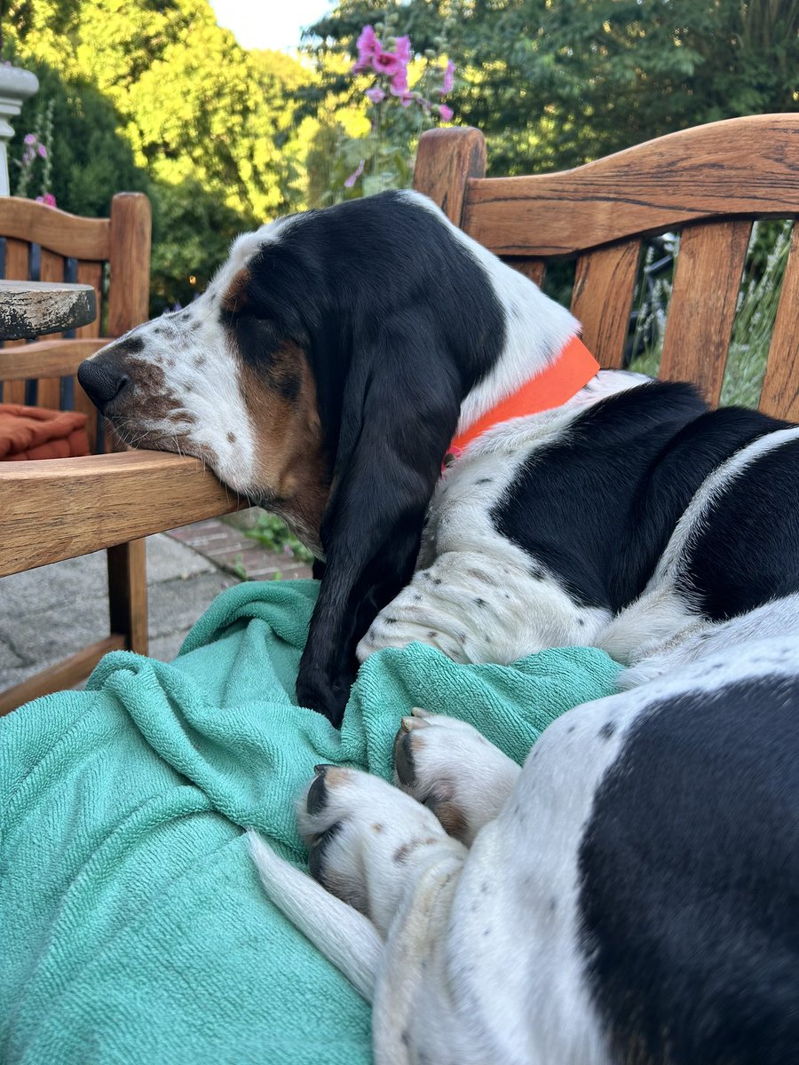 BassetMortimer's tweet image. Ein ereignisreicher Urlaubstag neigt sich dem Ende zu..