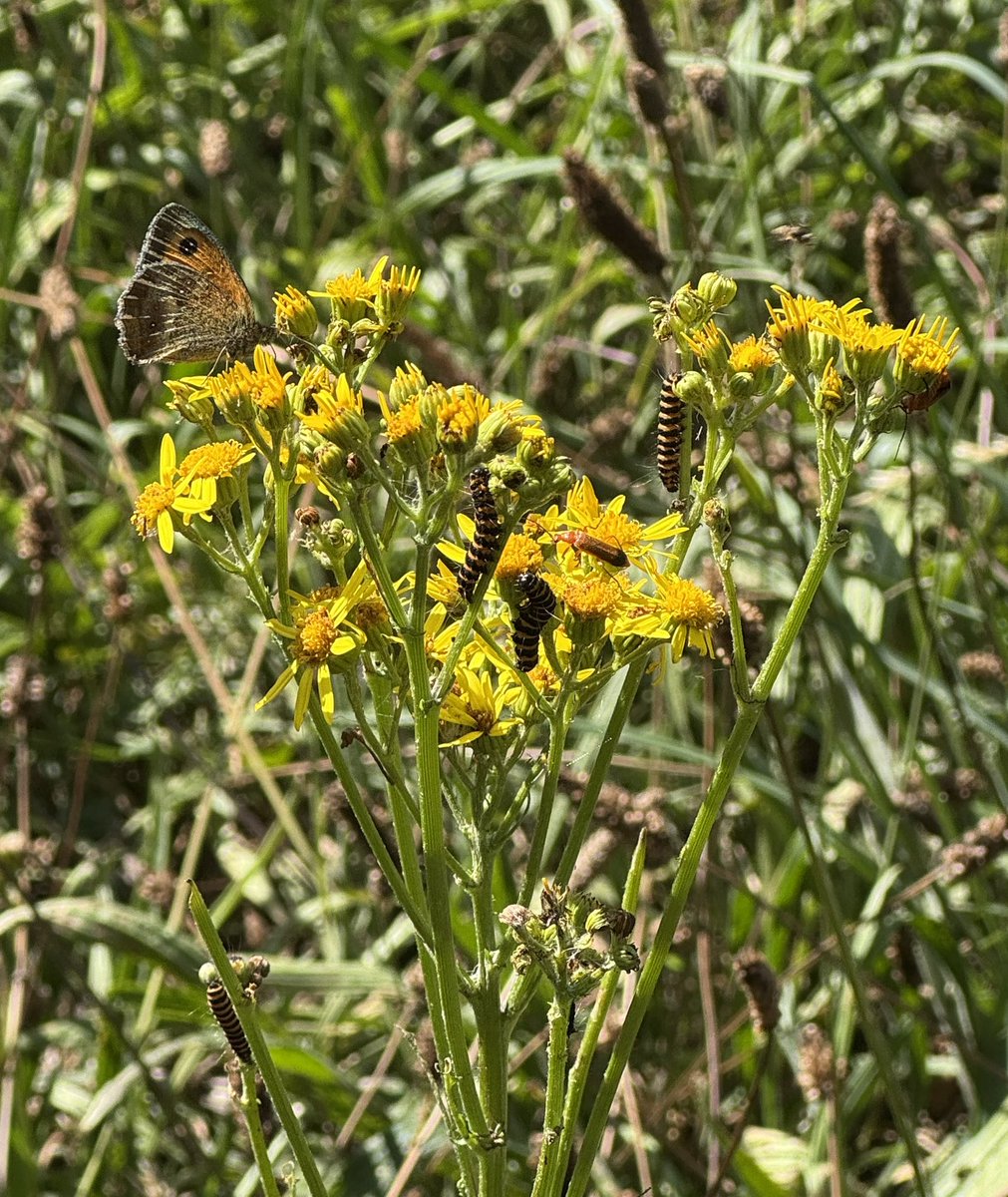 Steven Savage (@saltmarsh77) on Twitter photo Gatekeeper, cinnabar moth caterpillars and red soldier beetle on ragwort. Himley Hall <a href="/StaffsWildlife/">StaffsWildlife 🦔🍄🦇</a> Gatekeeper, cinnabar moth caterpillars and red soldier beetle on ragwort. Himley Hall <a href="/StaffsWildlife/">StaffsWildlife 🦔🍄🦇</a>