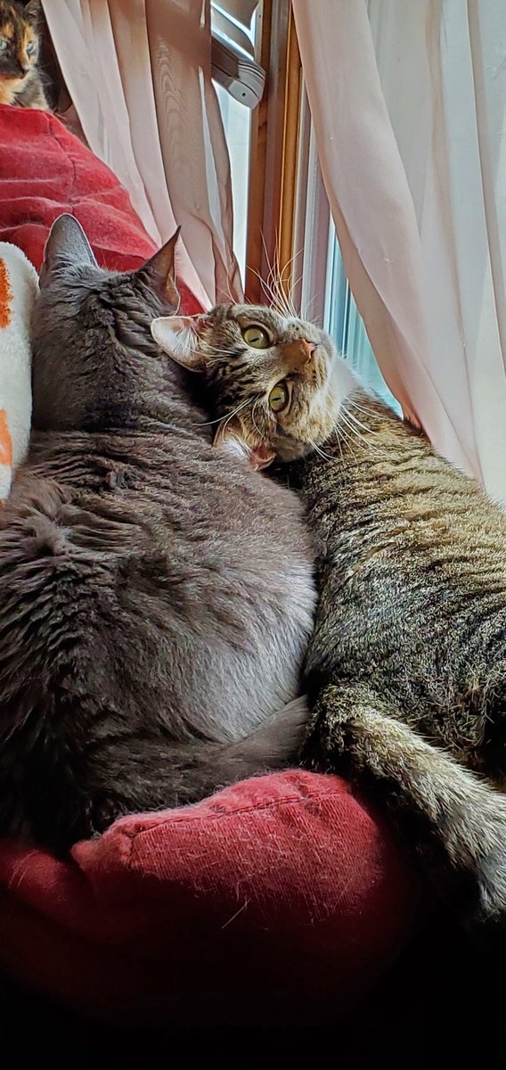 Too much negativity on timeline, must post kitty cuddles 💤