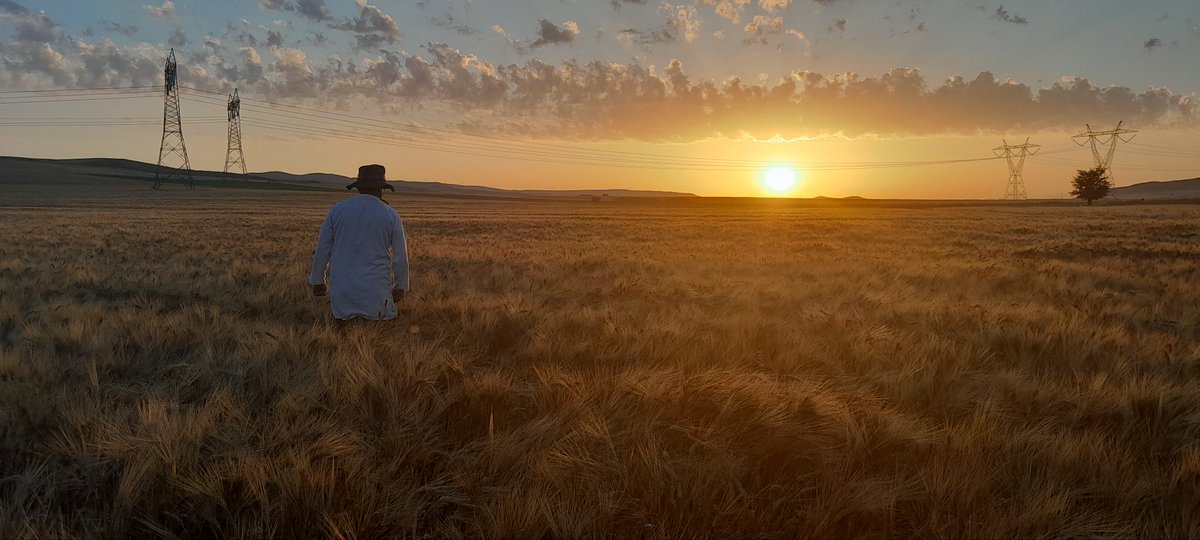 Field <a href="/seed/">SEED</a> control is often more effective in the morning and allows you to see a magnificent landscape of <a href="/wheat/">JUANITA Claus</a>