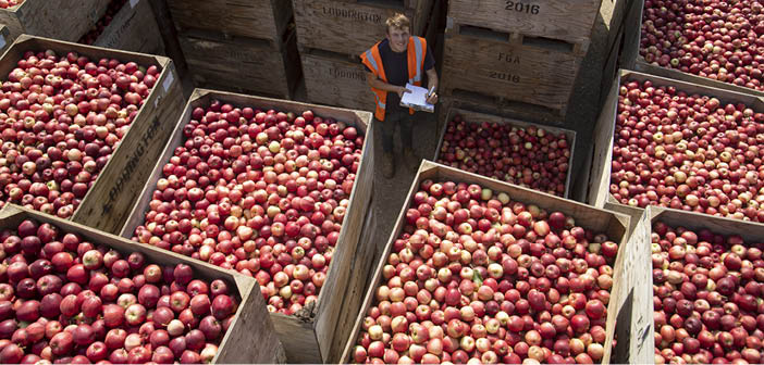 ACTHortNews's tweet image. Tesco starts to pull ahead in the battle for British apple top spot

Read more via #HortNews &amp;gt;&amp;gt; hortnews.com/articles/horti…

@GBApples #BritishApples