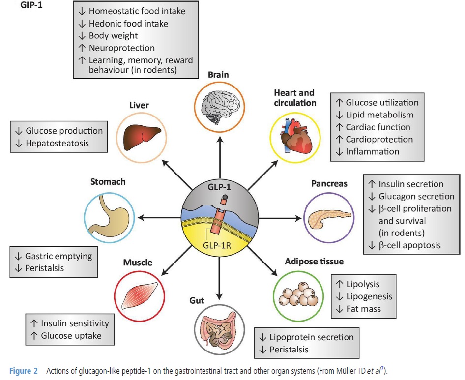 Frontline Gastro (@frontgastro_bmj) on Twitter photo 📝 New blog alert from <a href="/FrontGastro_BMJ/">Frontline Gastro</a>!
GLP-1s, tirzepatide & MASLD: A new frontier for gastroenterologists
How should we respond to the rise of weight-loss pharmacotherapy in liver disease care?
📚 This blog explores:
– Where GLP-1s fit in MASLD management
– The shifting 📝 New blog alert from <a href="/FrontGastro_BMJ/">Frontline Gastro</a>!
GLP-1s, tirzepatide & MASLD: A new frontier for gastroenterologists
How should we respond to the rise of weight-loss pharmacotherapy in liver disease care?
📚 This blog explores:
– Where GLP-1s fit in MASLD management
– The shifting