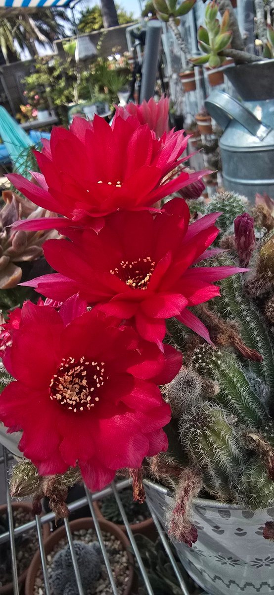 Lyndo viernes🍻😊✌️