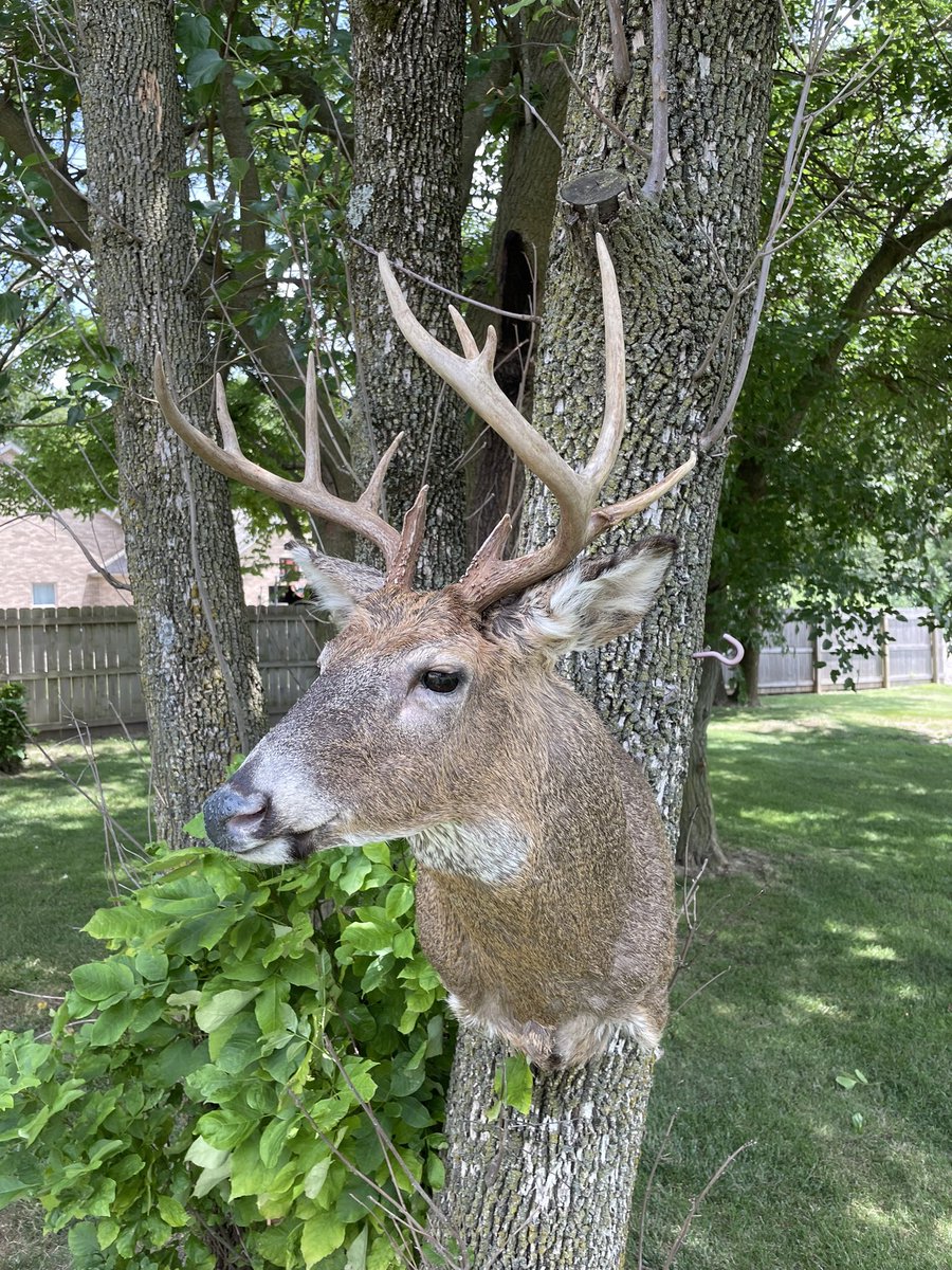 brown_rye's tweet photo. Picked up my 2k24 shotgun buck today. #whitetail#deer#mckenziedeerform#semisneak https://t.co/K8DFgrJ9KB