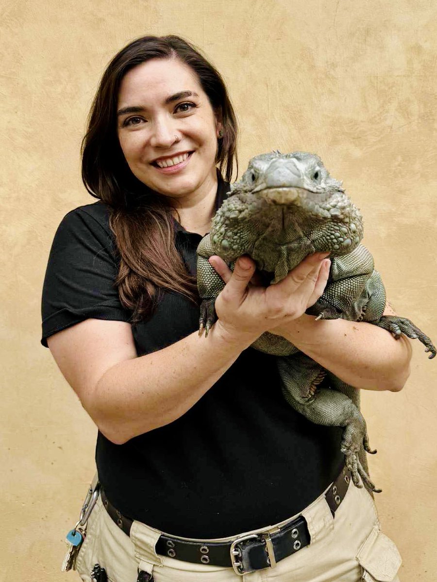 It’s dangerous to go alone, here, take this (a very handsome blue iguana)