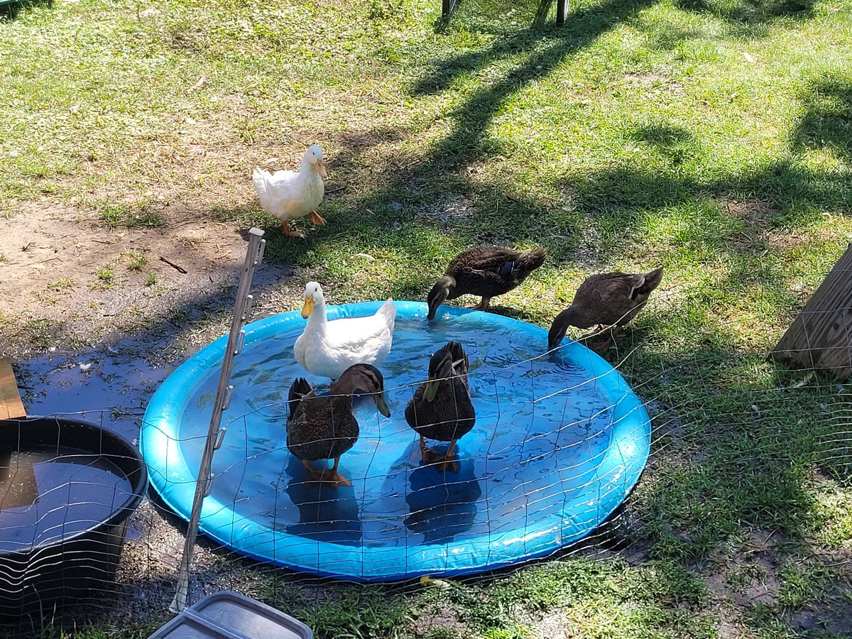 dropshotbob's tweet photo. @DanaWessel Dana, did you know you can buy a splash pad for ducks? https://t.co/FnGTIXa6fq