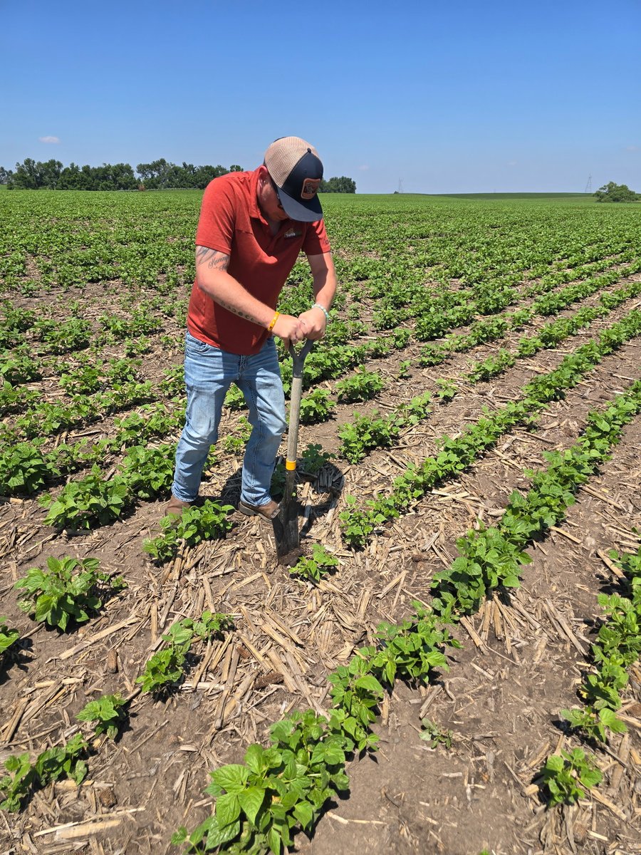 Cordell, our Sales Representative in North Dakota, is out in the field, checking root development and plant health, and seeing firsthand how our microbial seed treatments are delivering results.