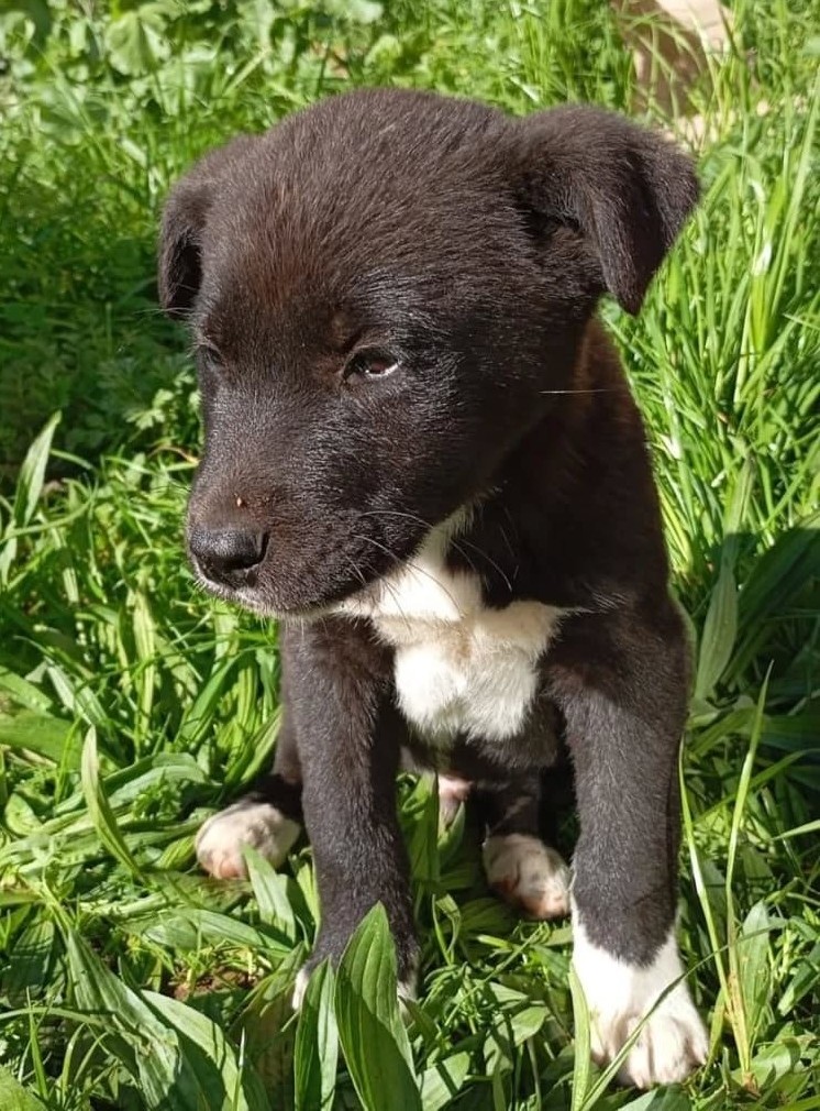 Hermoso cachorro, de aproximados tres meses, en adopción. Desparasitado y con vacunas al día. Es muy tierno y regalón. Se lleva bien con niños y otros perritos. Se encuentra en Limache, pero se traslada dentro de V y la RM. Si deseas adoptar, comunícate al +56985522074. Favor RT!