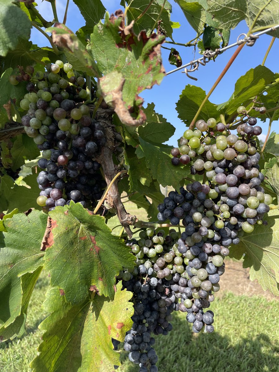 MSU_AG's tweet image. MAFES enjoyed hosting the Summer Bunch Grape Workshop, in collaboration with the @MSUExtService. Producers had an opportunity to visit the grape vineyards at the #MAFES McNeill Unit while also learning the latest research on trellis systems, pests and diseases.