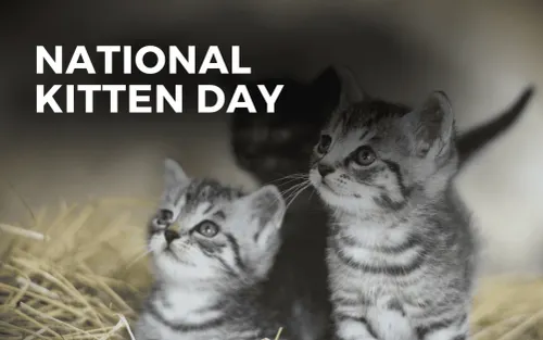 CapybaraSu8's tweet image. #NationalKittenDay