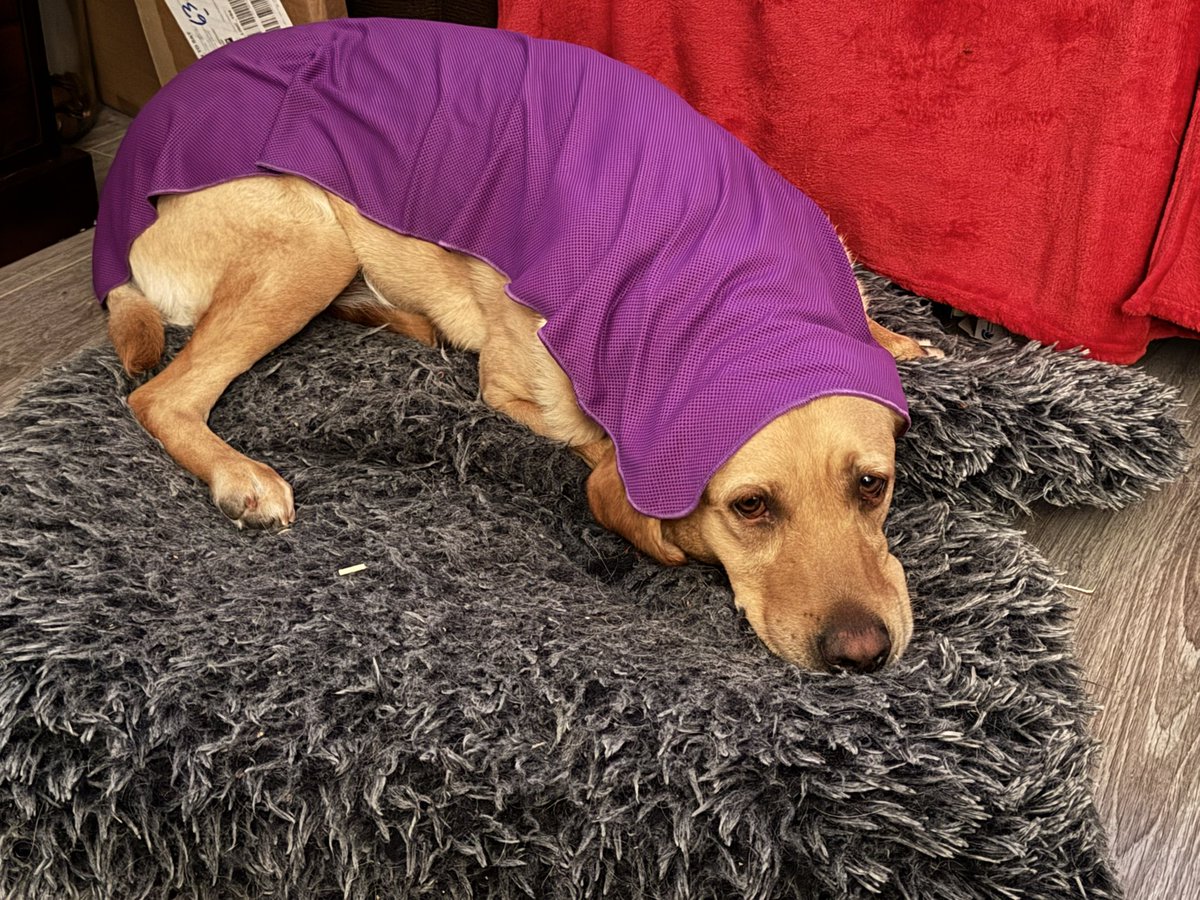 SparksTheDogMentorSPAG tweet media