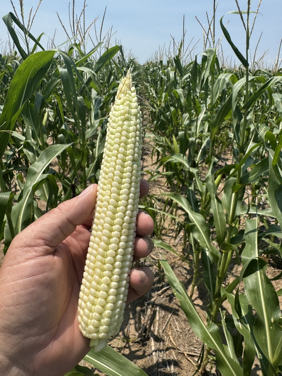 Its 91 degrees at 2pm in the handles. AV5382AM “hold my beer” 
82 day RM. Tough. Multiple ears. Need some rain.