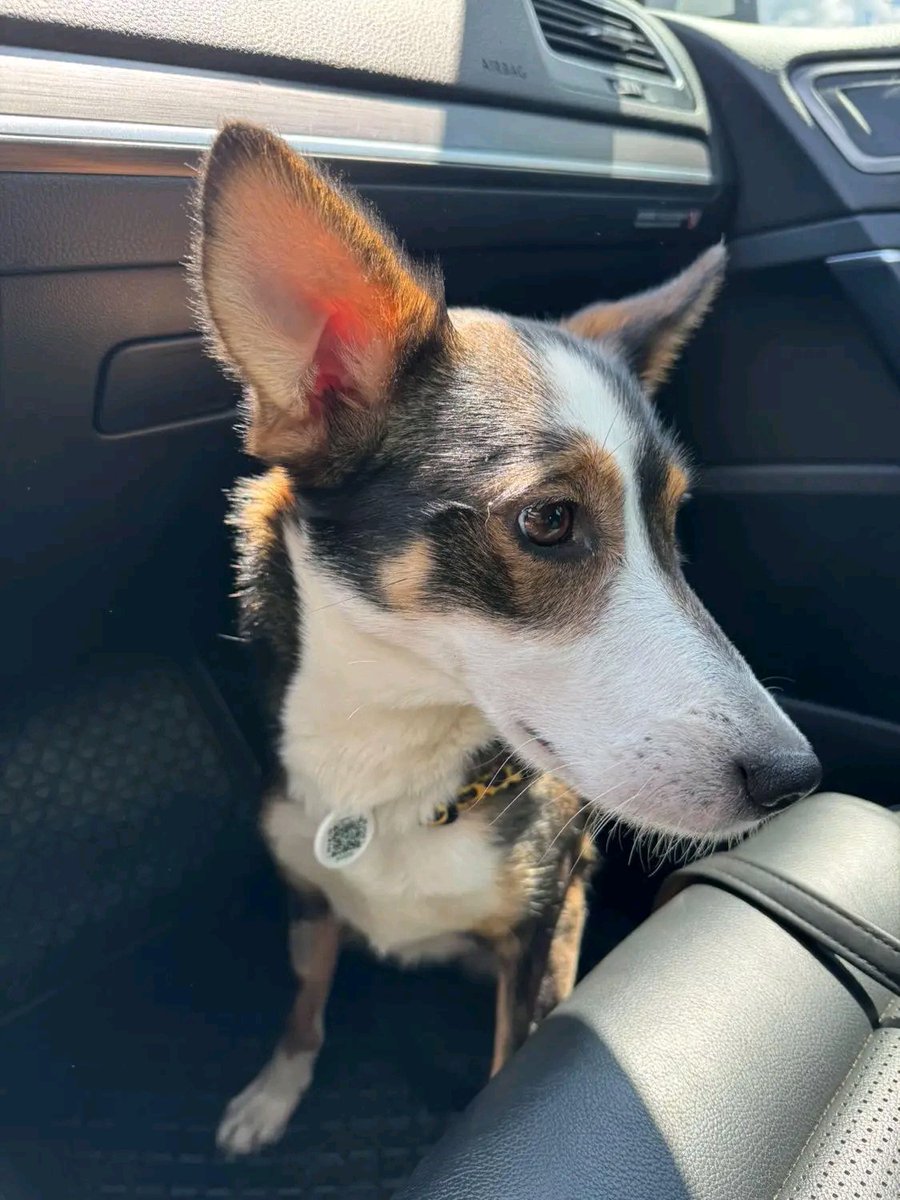 Прямо зараз вона їде у вольєр
Домашня собака просиділа 2 дні зачиненою в квартирі без води і їжі бо господаря забрало тцк💔
Вона немає більше нікого🥺
 їй до 3 р., стерилізована та здорова! Невеличка !
Якщо можете врятувати-телефонуйте
Львівська обл та інші міста! 
0935101366