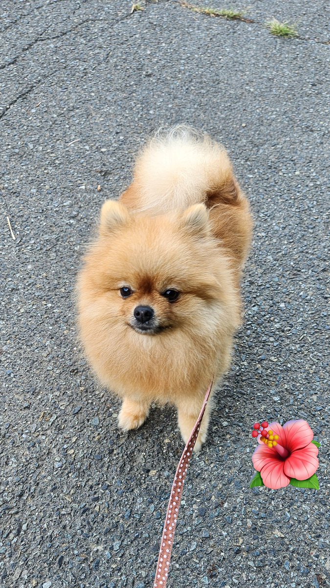 nanameneri's tweet image. 涼しいうちに朝ん歩🐕️🐾をしてきたよ🐶

素敵な週末を❤︎𓂃𓈒𓏸︎︎︎︎❤︎🐶🤗
　　　　　　#ポメチー　#pomchi 
　　　　　　#ポメチワ　#チワポメ