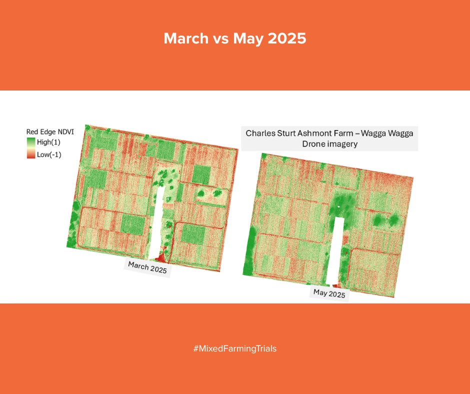 The team @GulbaliInst  is using remote sensing to understand and quantify how crops respond to changing rainfall in dual-purpose mixed farming systems - turning imagery into insights

#MixedFarmingTrials #SNSWInnovationHub #FutureDroughtFund #LongtermFieldTrials #APPN