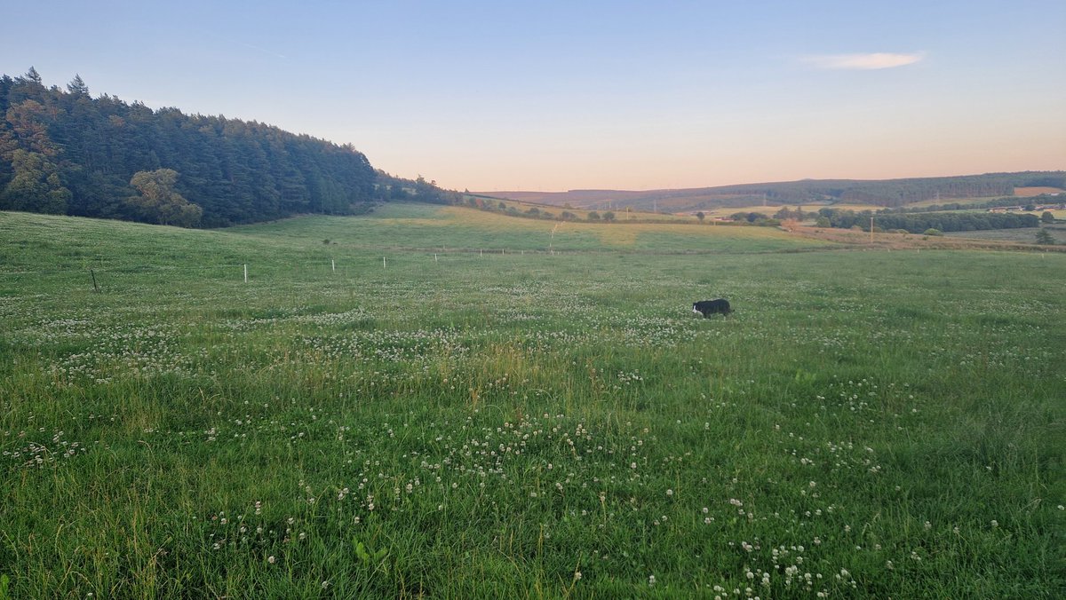 EdinvaleFarm's tweet image. Evening grass walk to help think out options. Growth below ave at 30kg and maintaining afc at 3000. Taller covers showing better growth as usual. 
Silage yields back by about 30% so looking at opportunistic cutting options without affecting grazing platform too badly