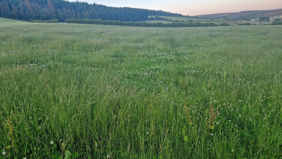 EdinvaleFarm's tweet image. Evening grass walk to help think out options. Growth below ave at 30kg and maintaining afc at 3000. Taller covers showing better growth as usual. 
Silage yields back by about 30% so looking at opportunistic cutting options without affecting grazing platform too badly
