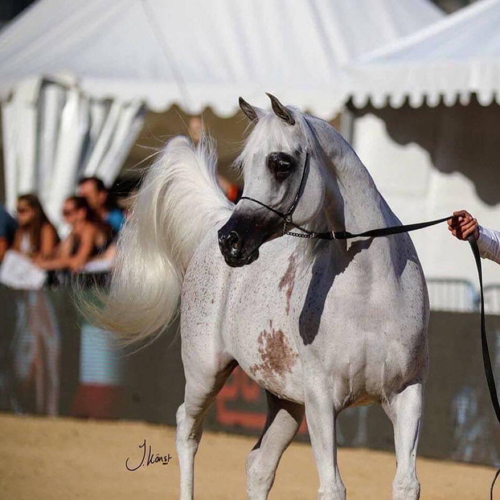 quarez_99's tweet photo. في #اليوم_العالمي_للخيل اذكر نفسي وجميع محبين الخيل بحديث الرسول صلى الله عليه وسلم: 
ا- المُنْفِقُ على الخَيْلِ كَالباسِطِ يَدَهُ بِالصَّدَقَةِ، لا يَقْبِضُها. https://t.co/GOi9PO8oEz
