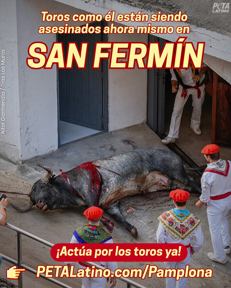 PETA_Latino's tweet image. 🚨 San Fermín está ocurriendo ahora mismo 🚨
Durante este cruel evento, más de 60 toros son perseguidos por las calles de #Pamplona; y luego, torturados y asesinados en la plaza de toros 💔 Es devastador que este espectáculo retrógrado siga existiendo en pleno 2025.

✊ Actúa por…