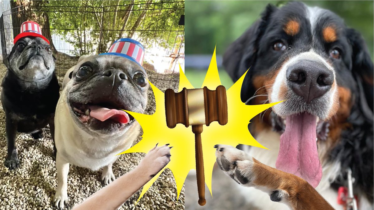 Meet Wilbur and Francis! We're happy to announce that Pumpkin Wikler, our long time unofficial mascot, has officially paw-ssed the gavel to a new administration—Wilbur and Francis Remiker!

Welcome aboard Wilbur and Francis, we're excited to see you shine here at the WisDems.