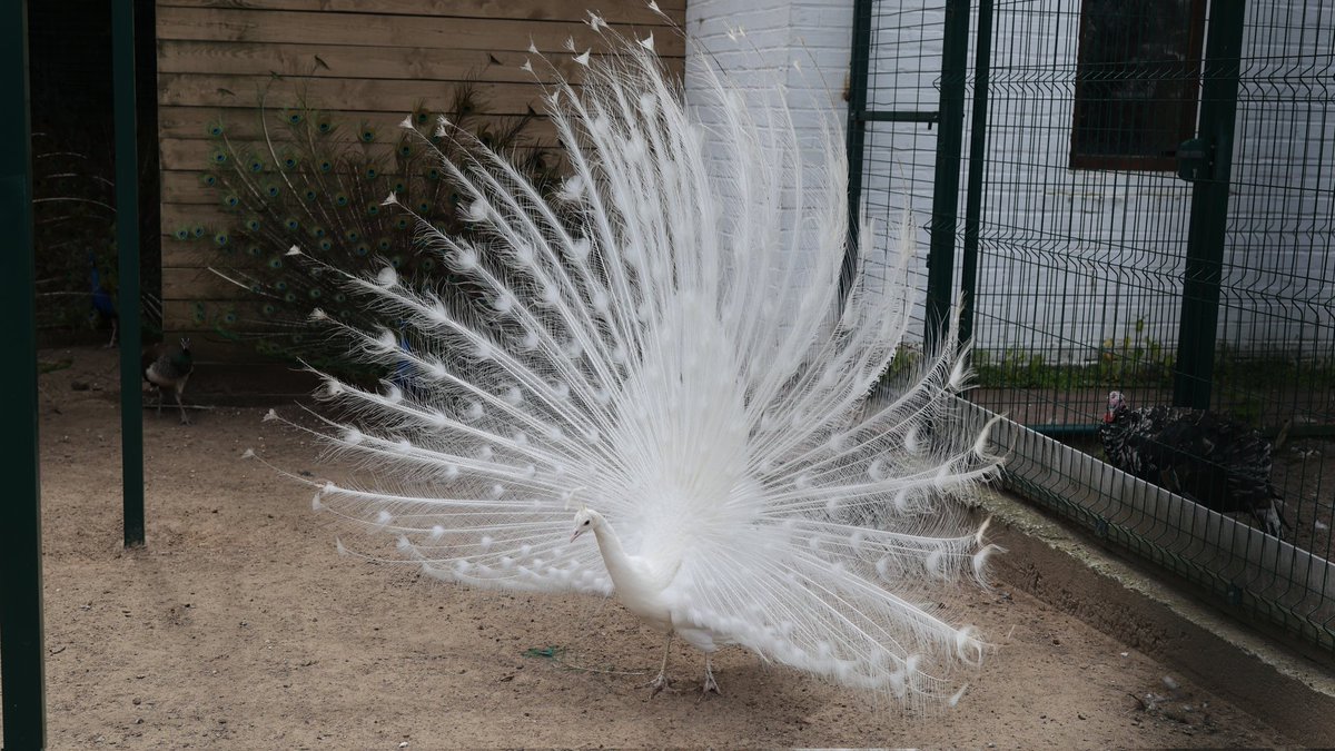 Нынче тут так: Только Котика,  Собачку или, максимум, Белого павлина. Об остальном лучше потерпеть....( 
Напишем позже. Наверное...