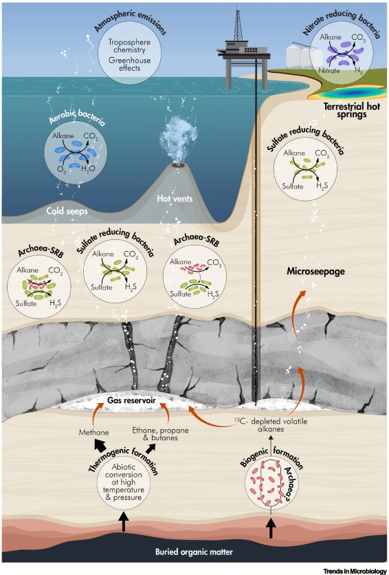 TrendsMicrobiol's tweet image. Anaerobic oxidation of short-chain volatile alkanes dlvr.it/TLsmtF