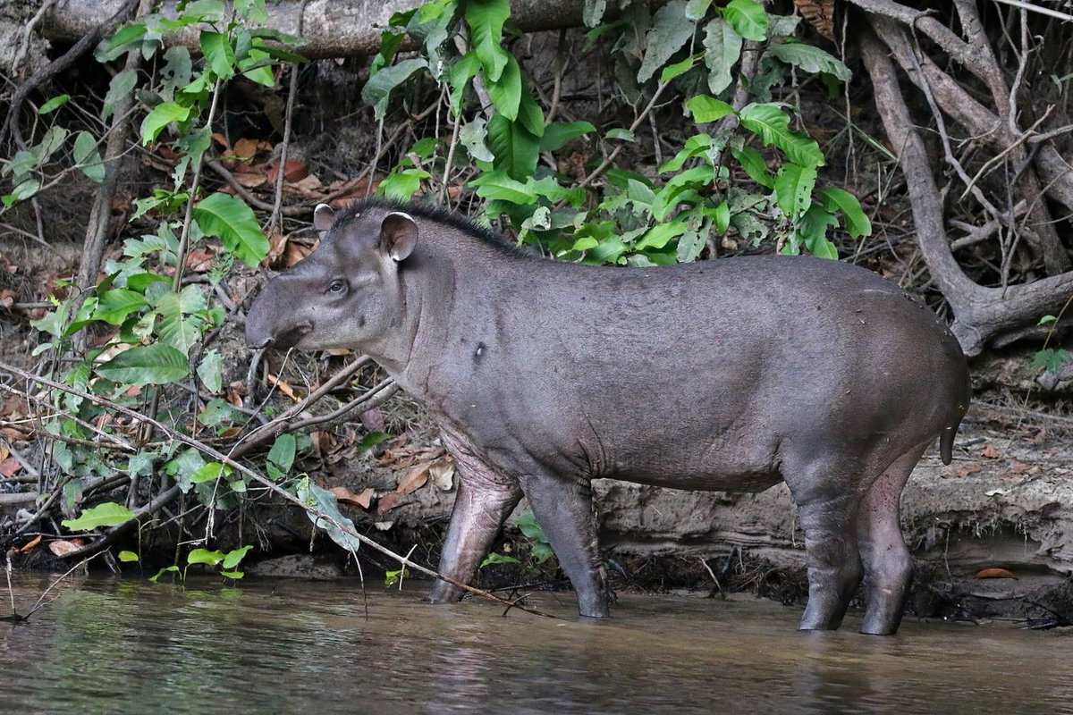 Anta, a jardineira das florestas: estudo da Univates e da UFRGS aponta que animais aceleram regeneração florestal ao espalhar sementes que a germinam mais rápido

Pesquisa mostra que sementes ingeridas por antas germinam até duas vezes mais rápido e com maior taxa de sucesso.
