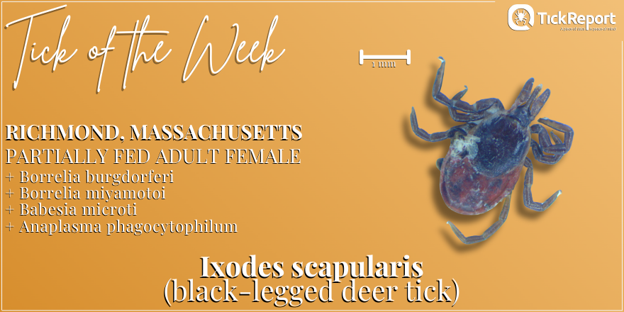 We detected four pathogens in this black-legged deer tick from Berkshire County, Massachusetts: Borrelia burgdorferi (Lyme disease), Borrelia miyamotoi (hard tick relapsing fever), Babesia microti (babesiosis), and Anaplasma phagocytophilum (anaplasmosis)!
