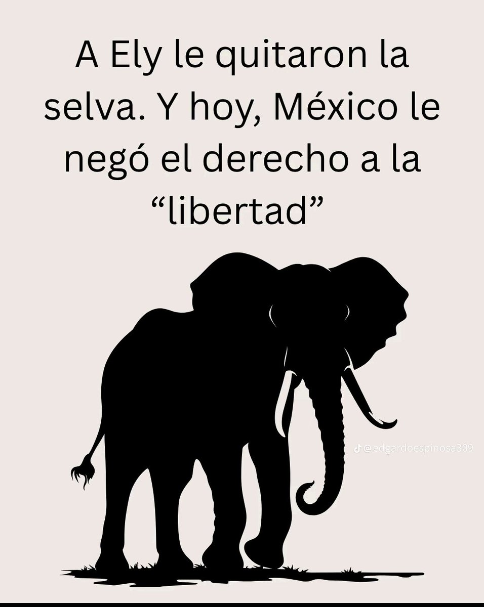 Brenn0505's tweet image. Imagínate que pases 42 años encerrada y sola, en el mismo lugar y sin convivir con otros como tú y que ya siempre estés triste y con estrés!!
Yo sí me lo imagino y me duele la vida de Ely, que ya no es vida.
Y que para los jueces no sea importante.
Por humanidad salvemos a Ely.