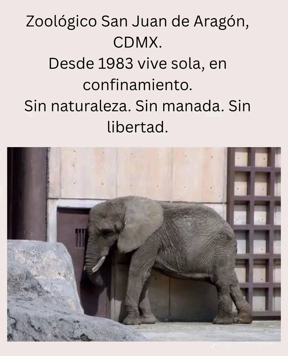 Brenn0505's tweet image. Imagínate que pases 42 años encerrada y sola, en el mismo lugar y sin convivir con otros como tú y que ya siempre estés triste y con estrés!!
Yo sí me lo imagino y me duele la vida de Ely, que ya no es vida.
Y que para los jueces no sea importante.
Por humanidad salvemos a Ely.