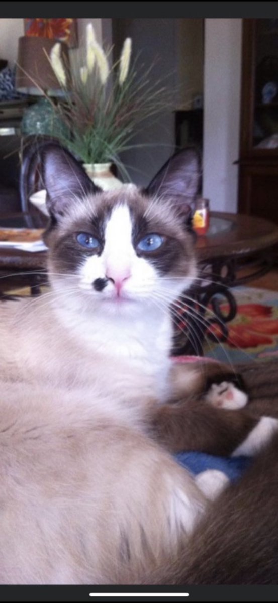 gal_dawg's tweet image. Bastet as a kitten - now about 16 years old. 
She’s still my baby!  
#NationalKittenDay