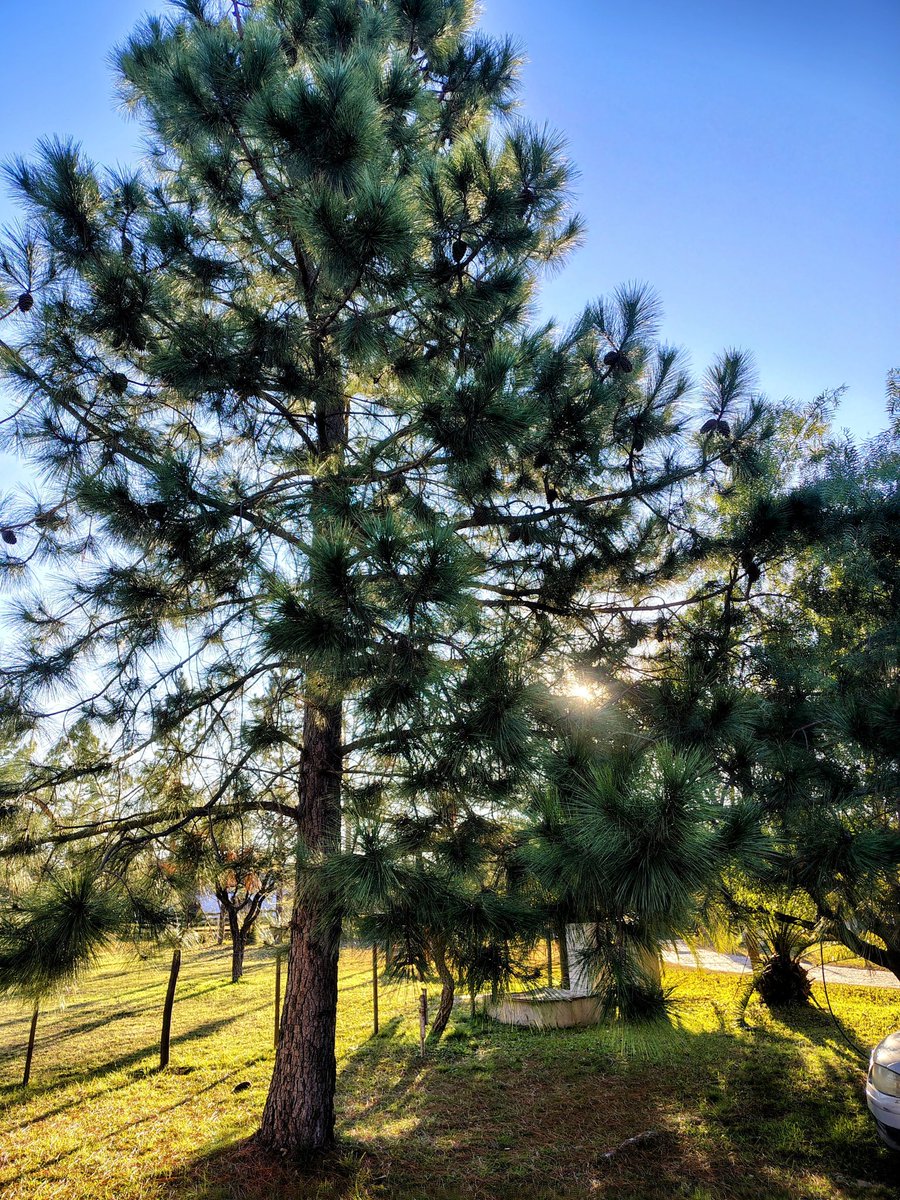 SiempreMarino's tweet image. #FieldsOfGold
🩵