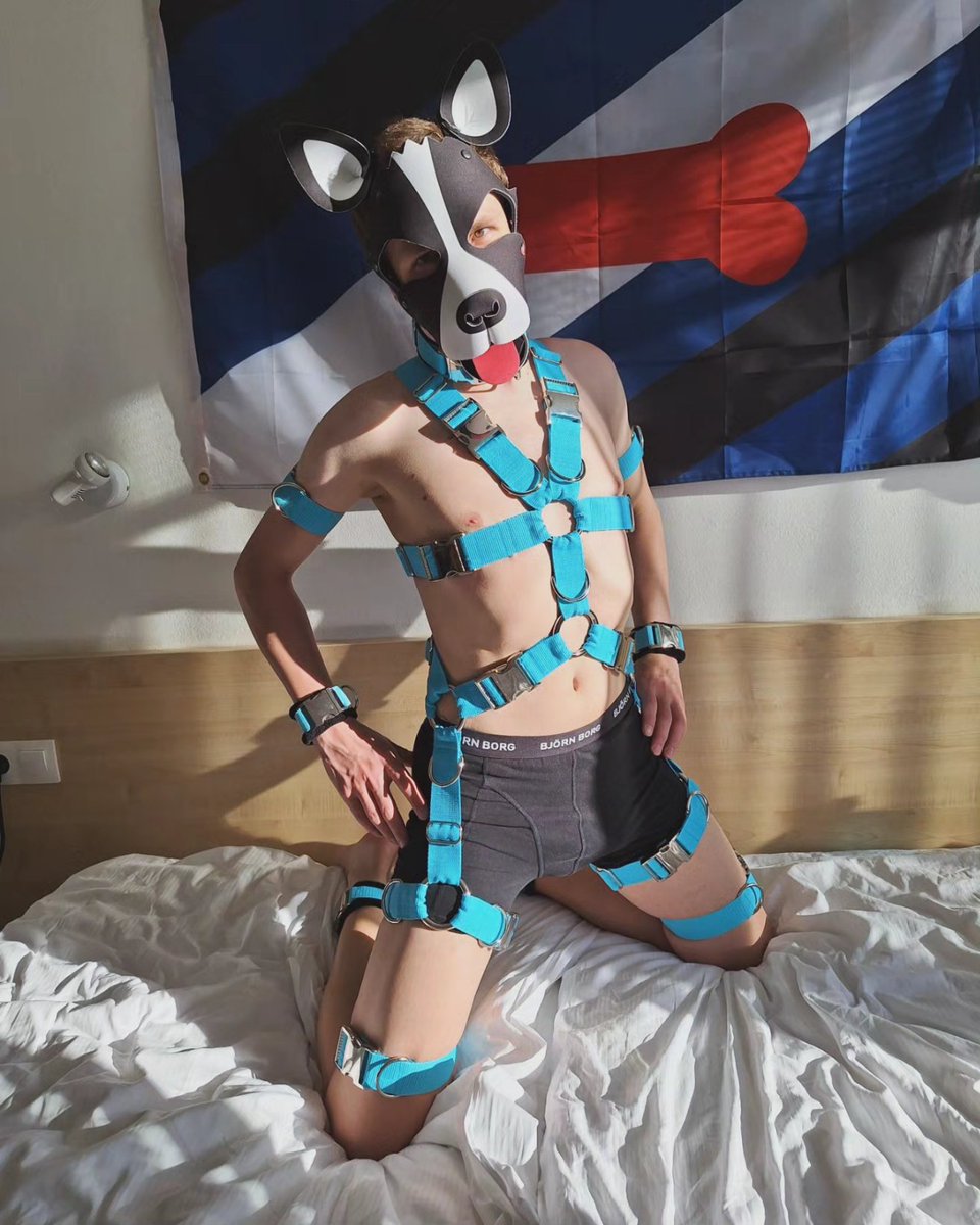 puppy_drew's tweet photo. Testing out my new harness ⛓️💙 What do you think? 👀🐾 https://t.co/hpYGWiBPLO
