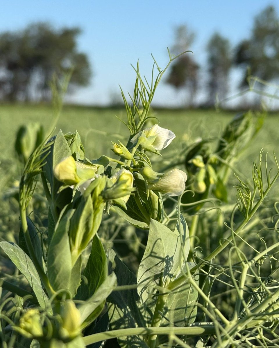 Thinking about adding a biological with your July fungicide pass? Here’s the scoop!🌾

July applications often aim to help crops handle heat stress, push root or shoot growth, or boost overall quality. And if you’re already spraying fungicide, it makes sense to add that extra