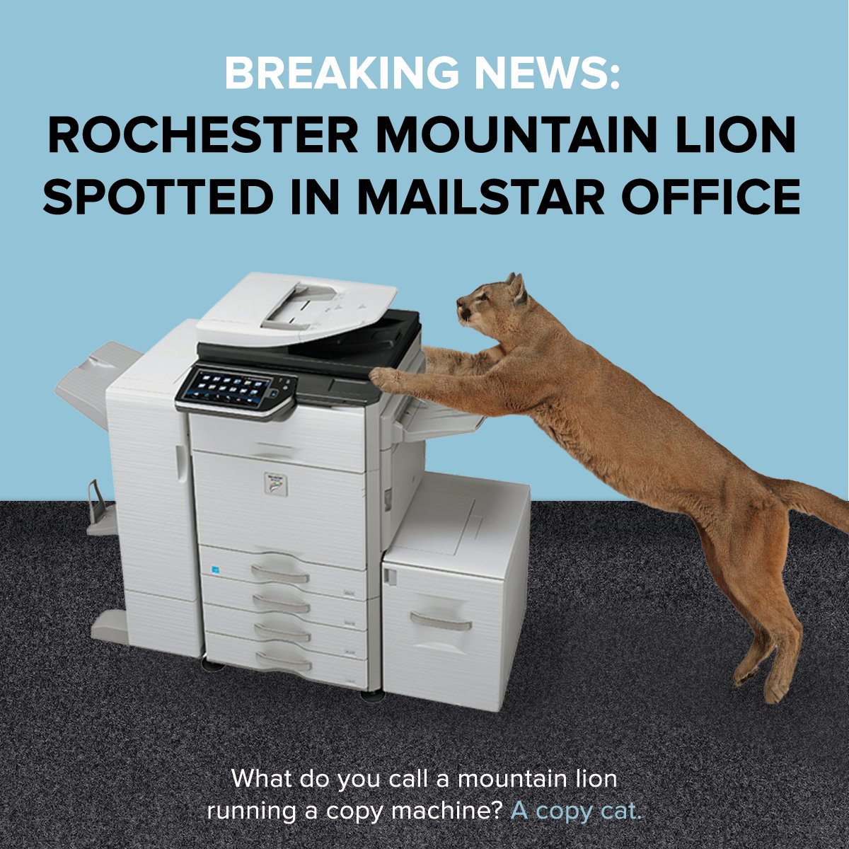 mailstardirect's tweet photo. That mountain lion sure does know the best places to cool off. https://t.co/Jwcn5IXdLK