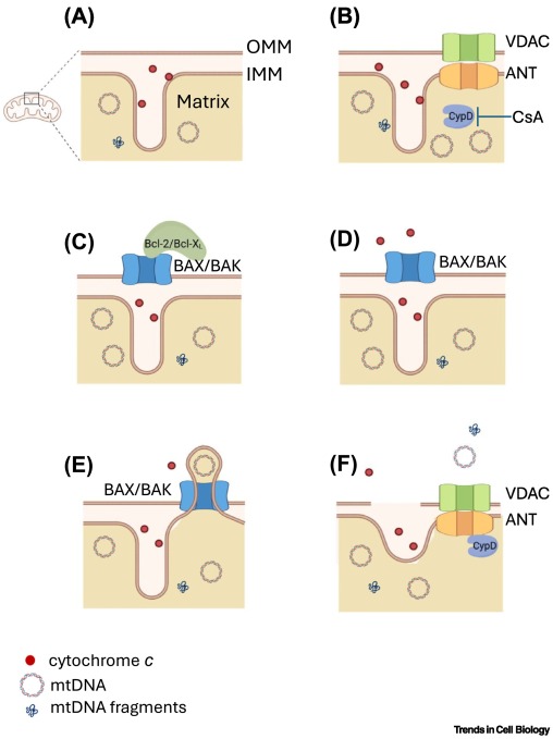 TrendsCellBio's tweet image. Mitochondrial DNA: how does it leave mitochondria? dlvr.it/TLsnZp