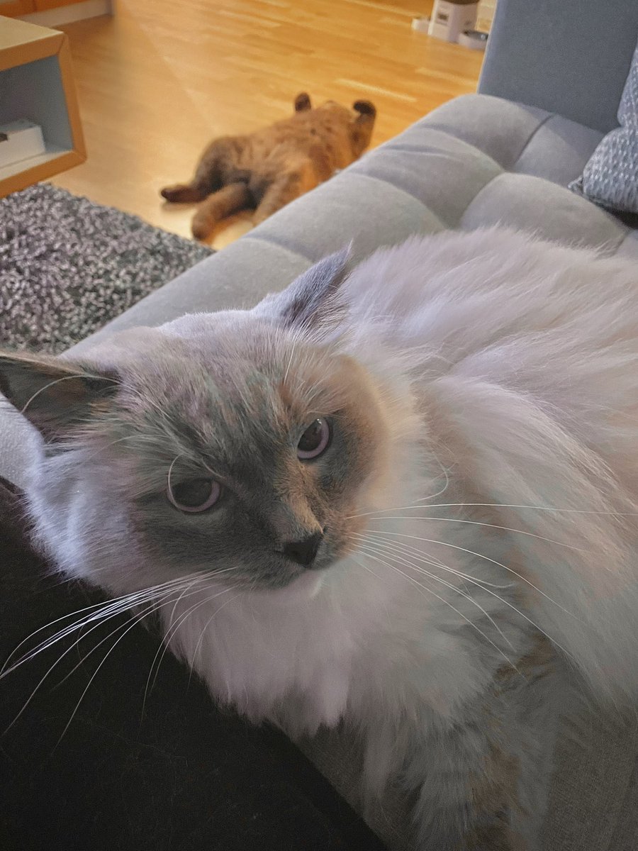 The Arcana of Hanna ✨ (@dirtydicegoblin) on Twitter photo 