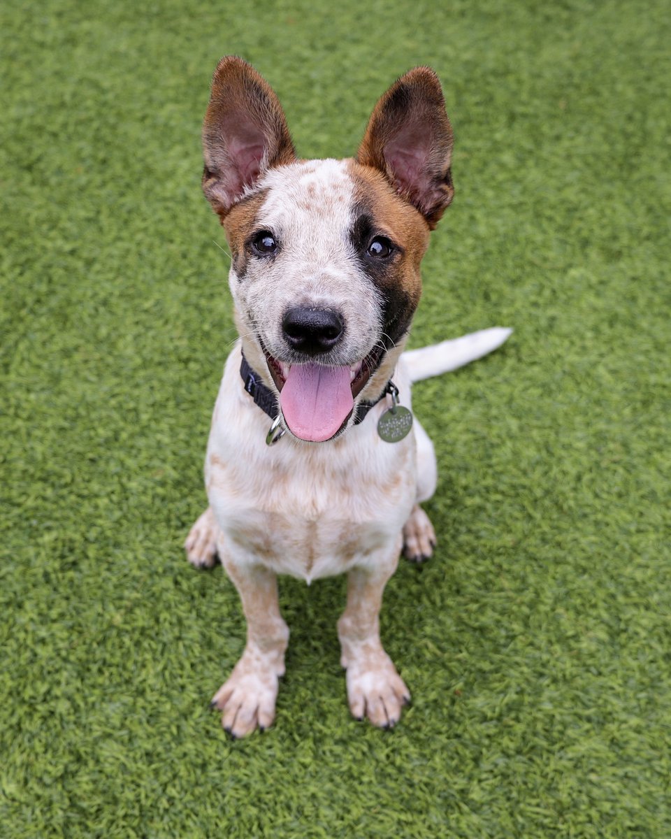 PAWSChicago's tweet image. ADOPTION EVENT: Meet the pets headed to Angels with Tails in Roscoe Village this Sunday!
These are just 4 of dozens of adoptable dogs and cats taking over the storefronts of Roscoe Village on July 13 from 12-4pm. Head over to pawschicago.org/adopt to meet them all - look for…