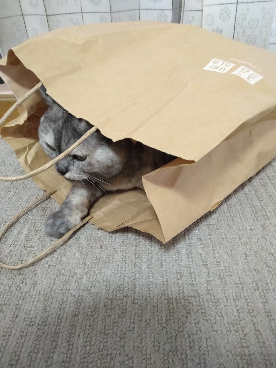 おはよう😊

　　     はなちゃん
　   かくれてるのかな？