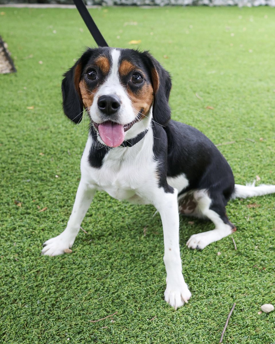 PAWSChicago's tweet image. ADOPTION EVENT: Meet the pets headed to Angels with Tails in Roscoe Village this Sunday!
These are just 4 of dozens of adoptable dogs and cats taking over the storefronts of Roscoe Village on July 13 from 12-4pm. Head over to pawschicago.org/adopt to meet them all - look for…